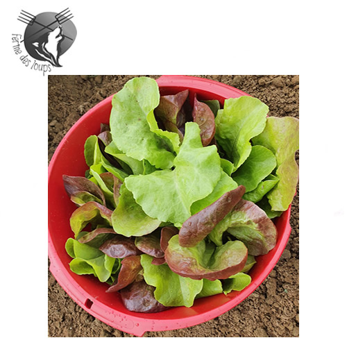 legumes_de_saison_bio
