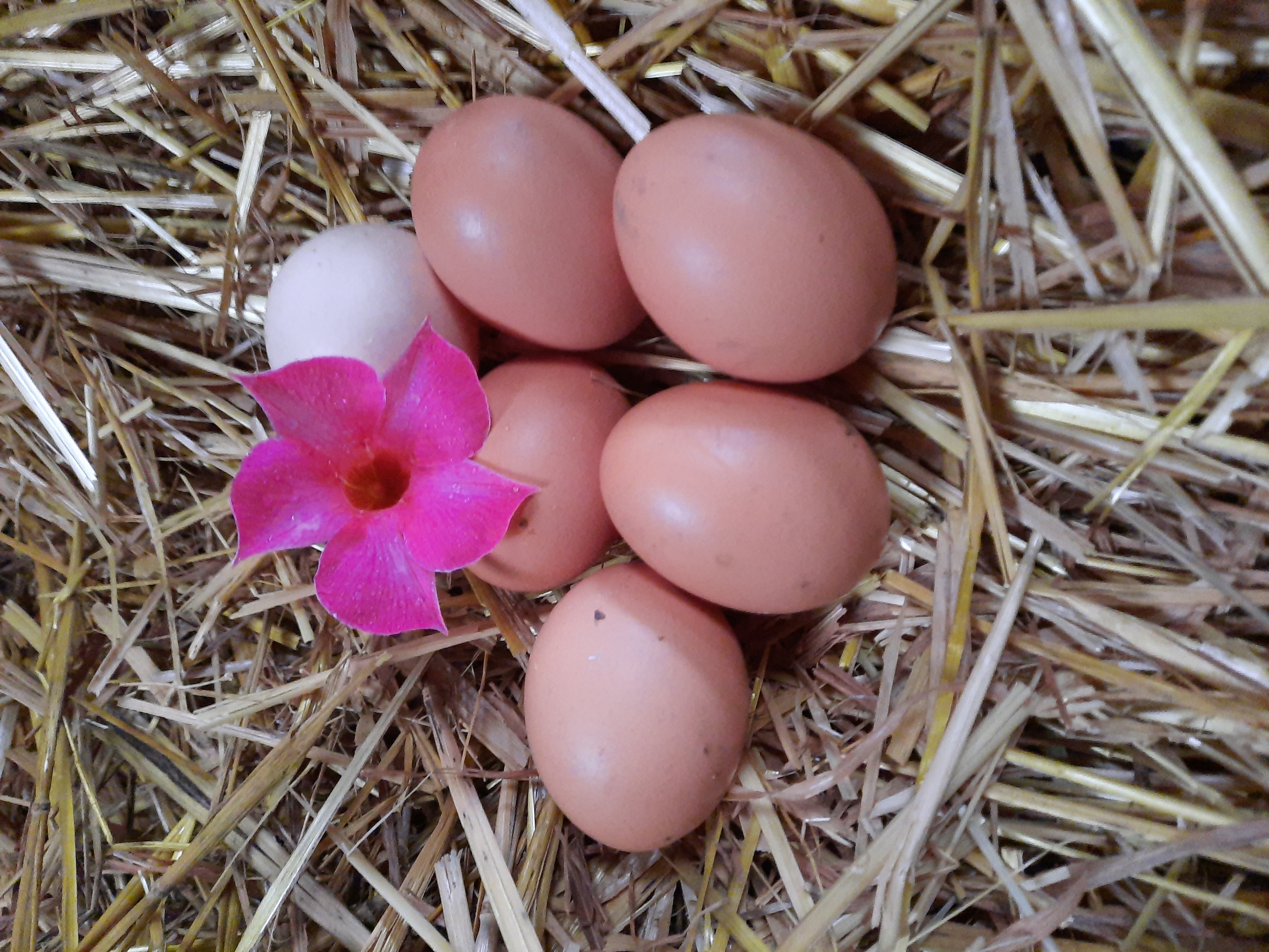 12_oeufs_