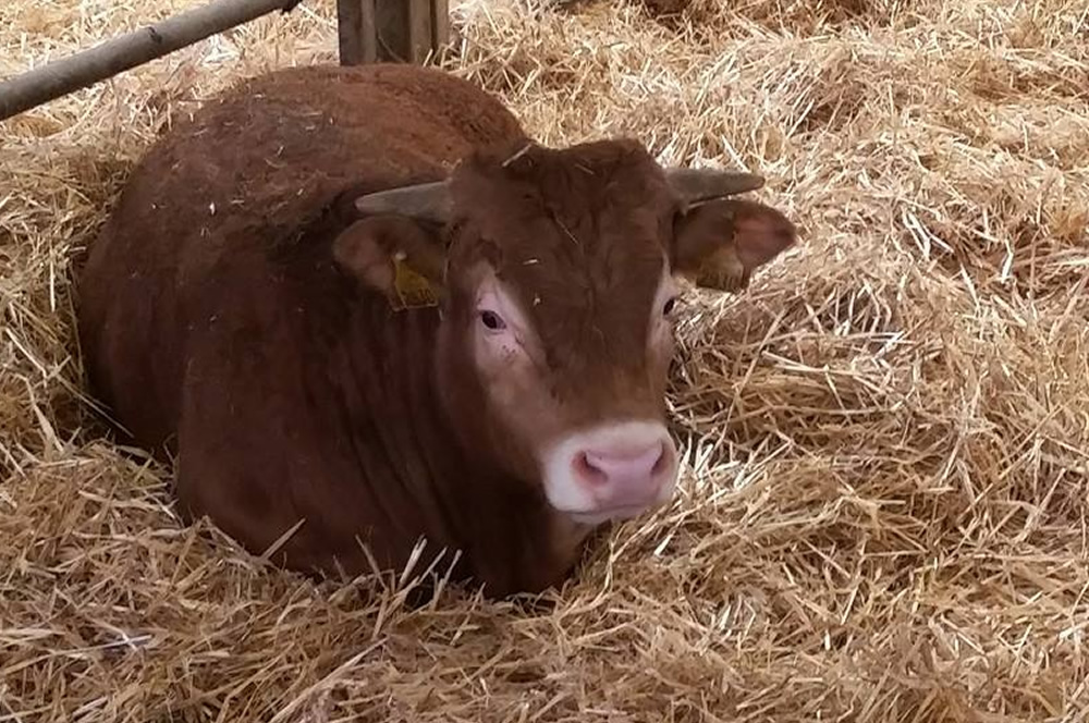 Mini ligot notre taureau