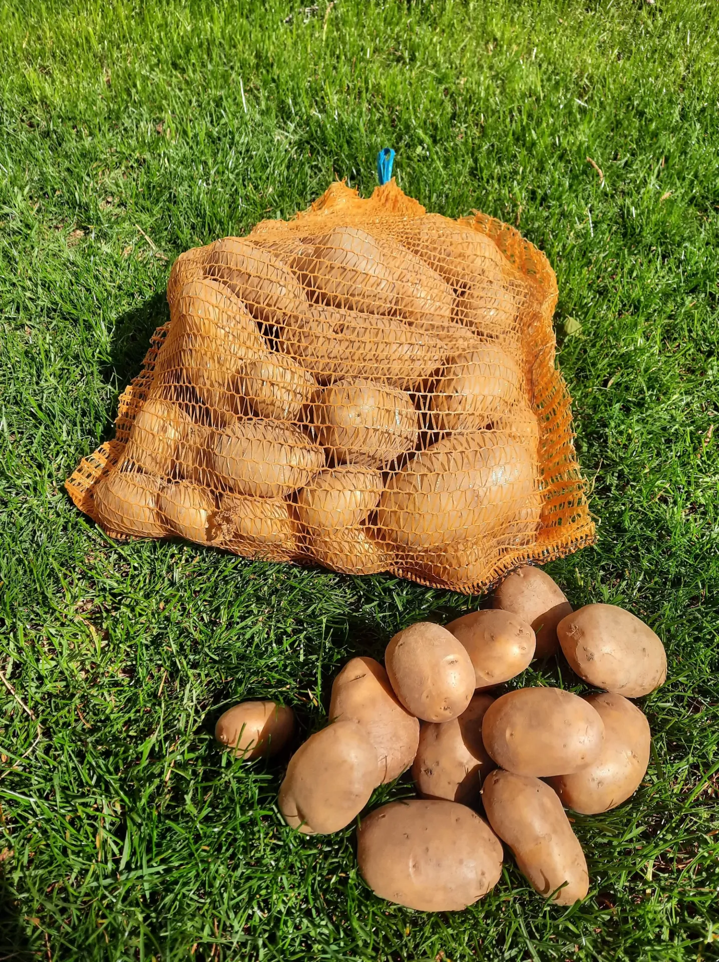 Pomme de terre Primeur BIO 2KG